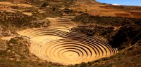 moray